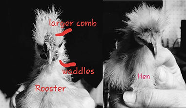 Sexing Chicks | Serenity Sprouts | Is it a Rooster | Silkie Sexing